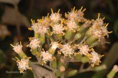 Cissampelopsis corymbosa